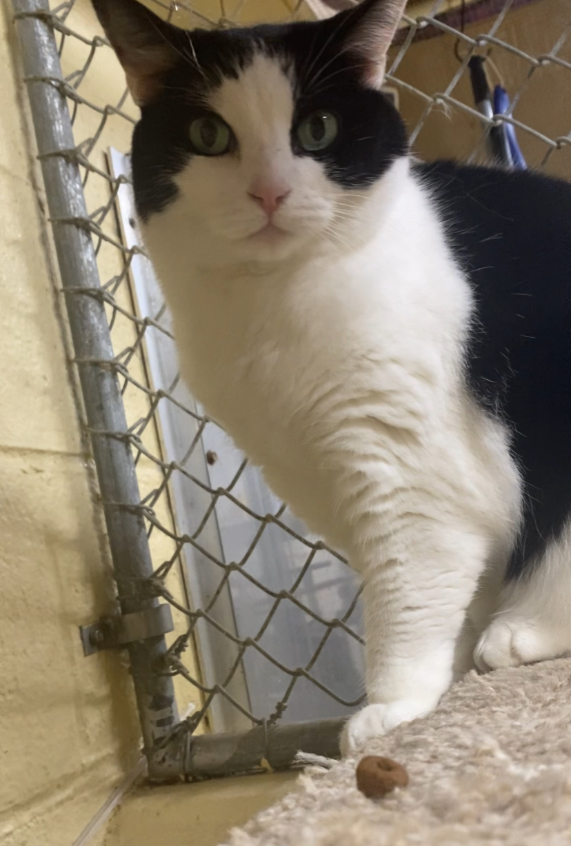 Babe, a Adoptable mixed breed in North Kingstown, RI image 2/6