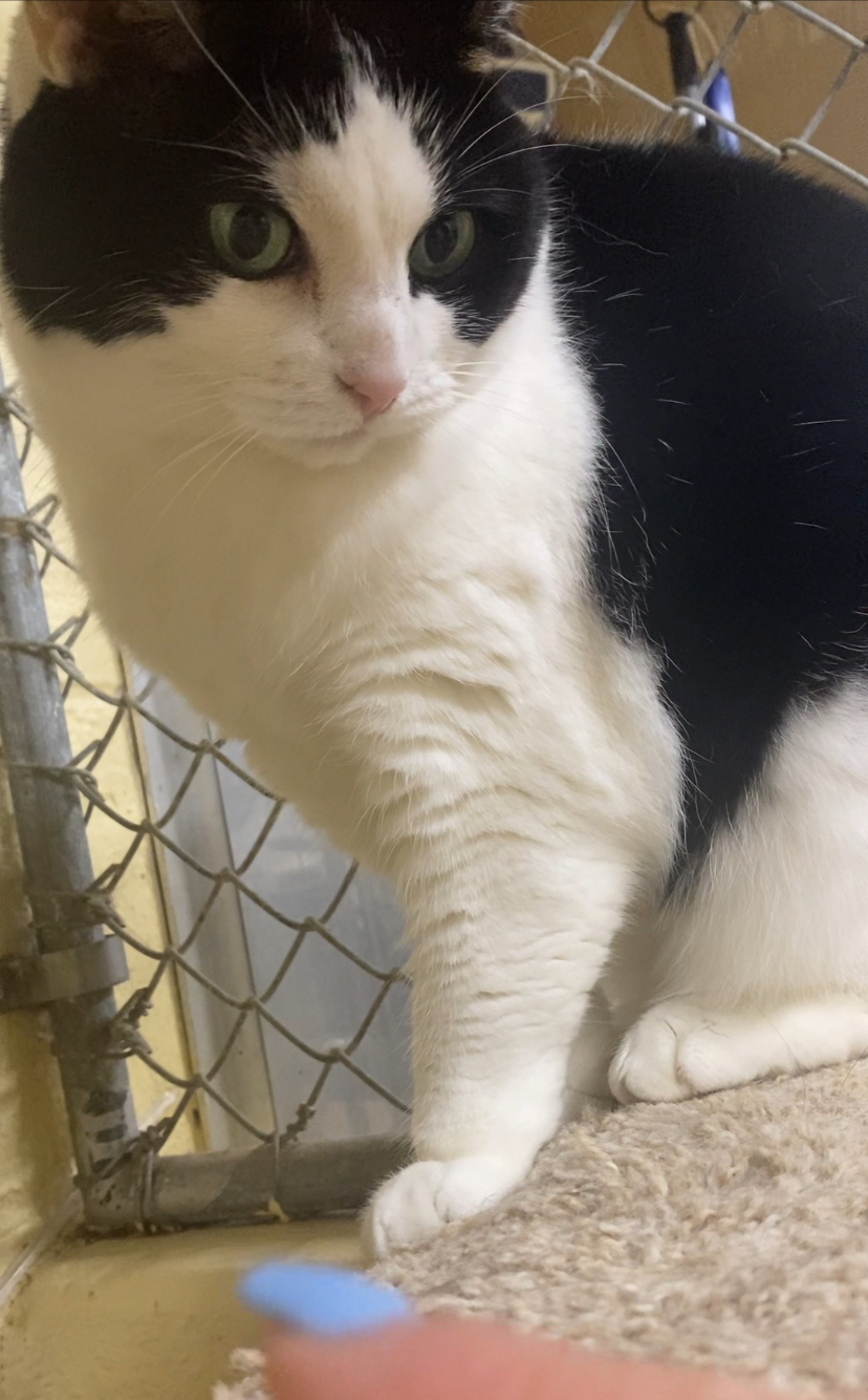 Babe, a Adoptable mixed breed in North Kingstown, RI image 3/6