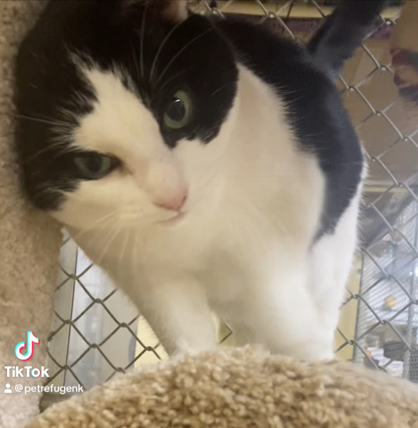 Babe, a Adoptable mixed breed in North Kingstown, RI image 4/6