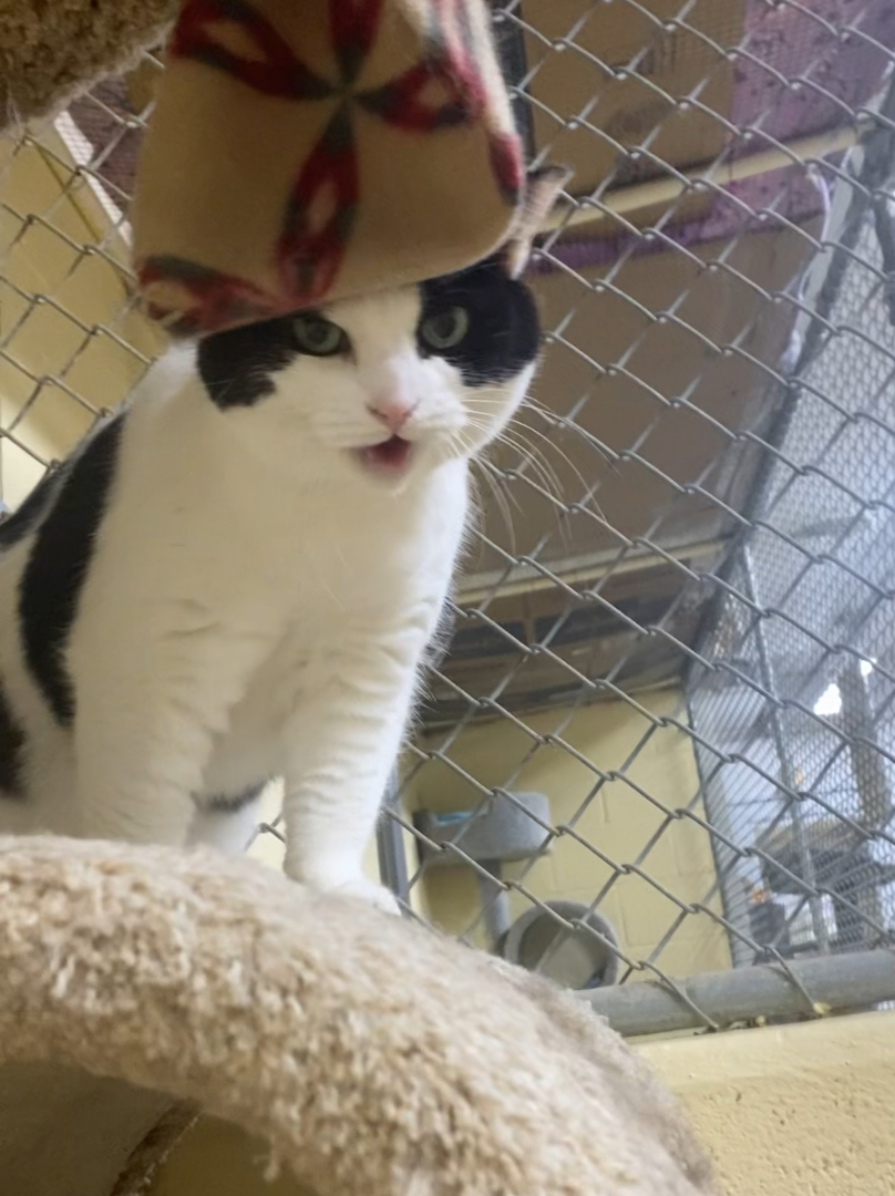 Babe, a Adoptable mixed breed in North Kingstown, RI image 5/6