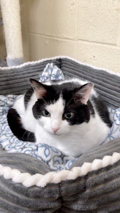 Enlarge Babe, a Adoptable mixed breed in North Kingstown, RI video 6/6