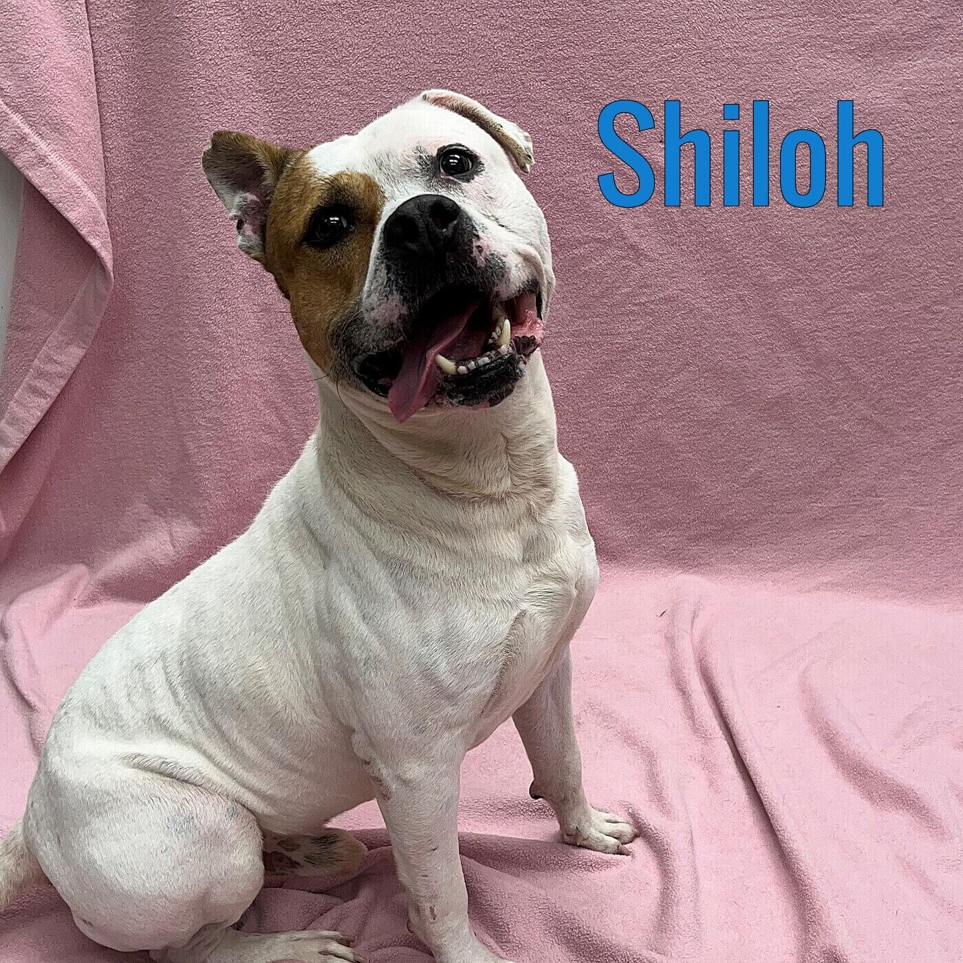 Shiloh