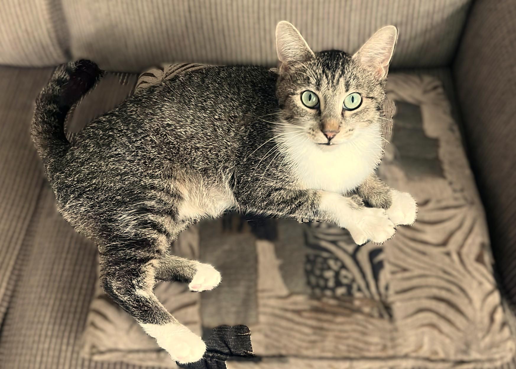 Ivy, ADOPTABLE, Young Female Domestic Short Hair.