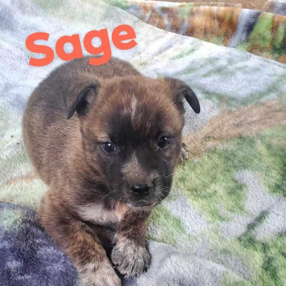 Sage, Baby Female Australian Cattle Dog / Blue Heeler