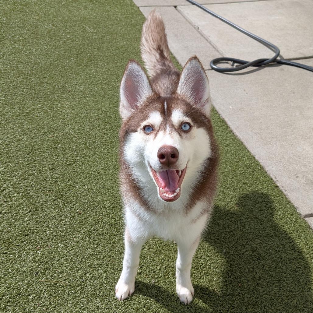 Enlarge Scarlett, a Adoptable mixed breed in Toledo, OH image 1/1