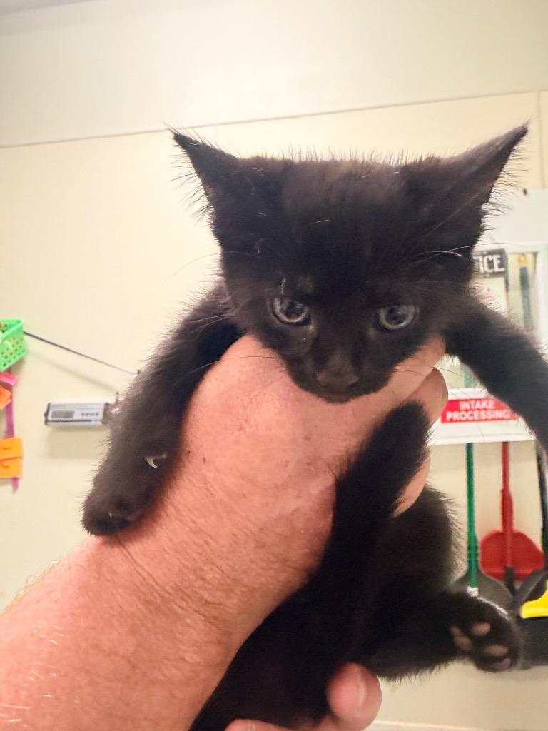 Athens, Adoptable, Kitten Male Domestic Medium Hair.