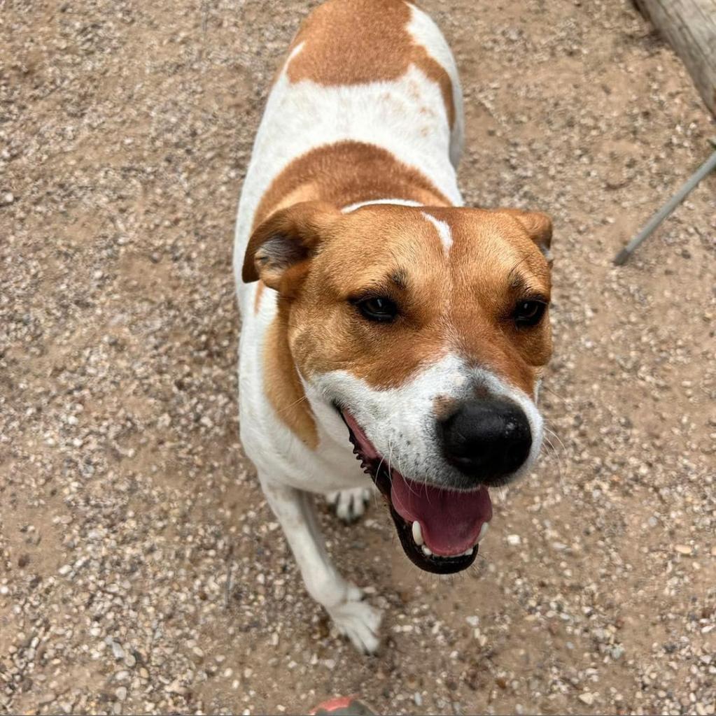 Enlarge Graham W803, a Adoptable mixed breed in Allen, TX image 1/6