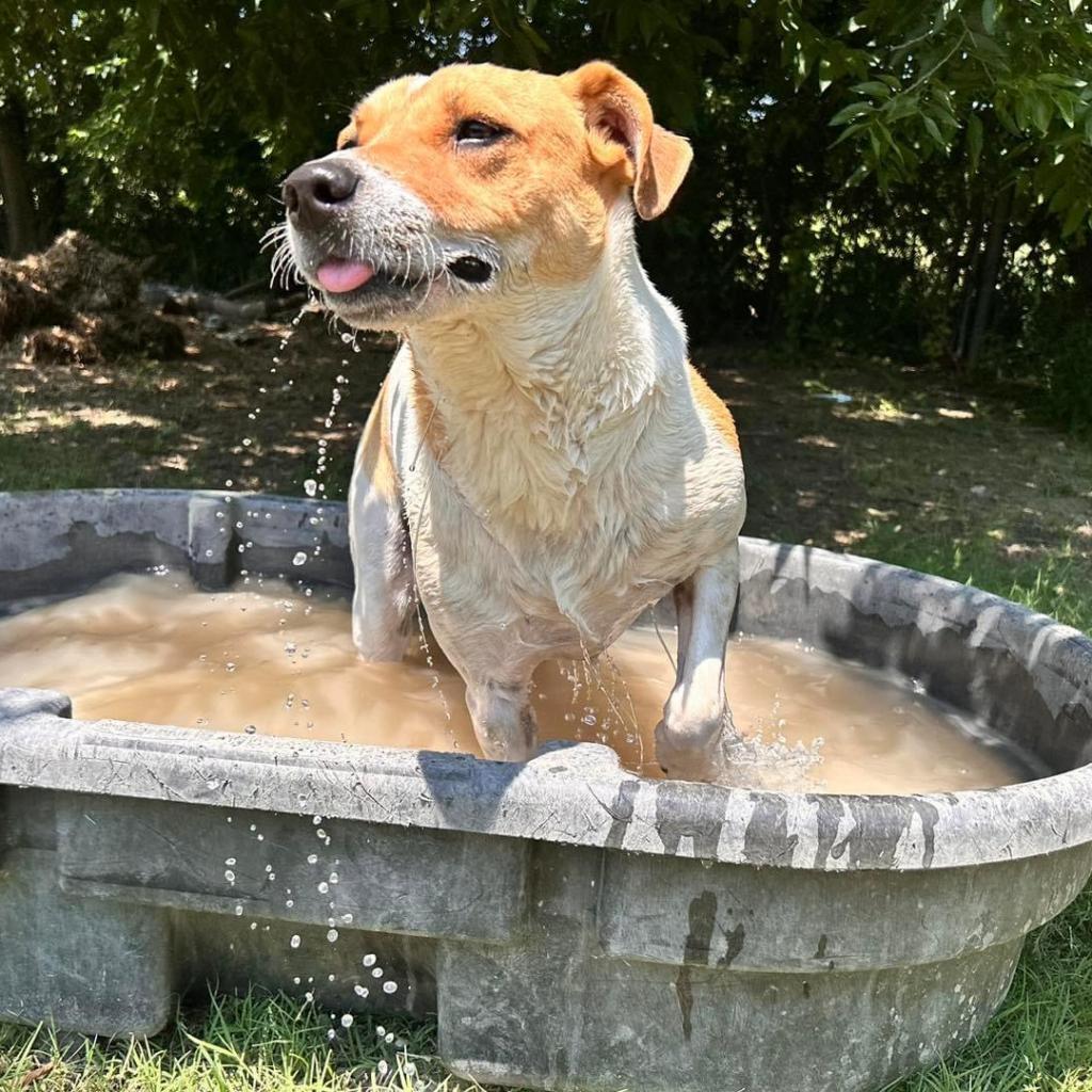 Enlarge Graham W803, a Adoptable mixed breed in Allen, TX image 2/6