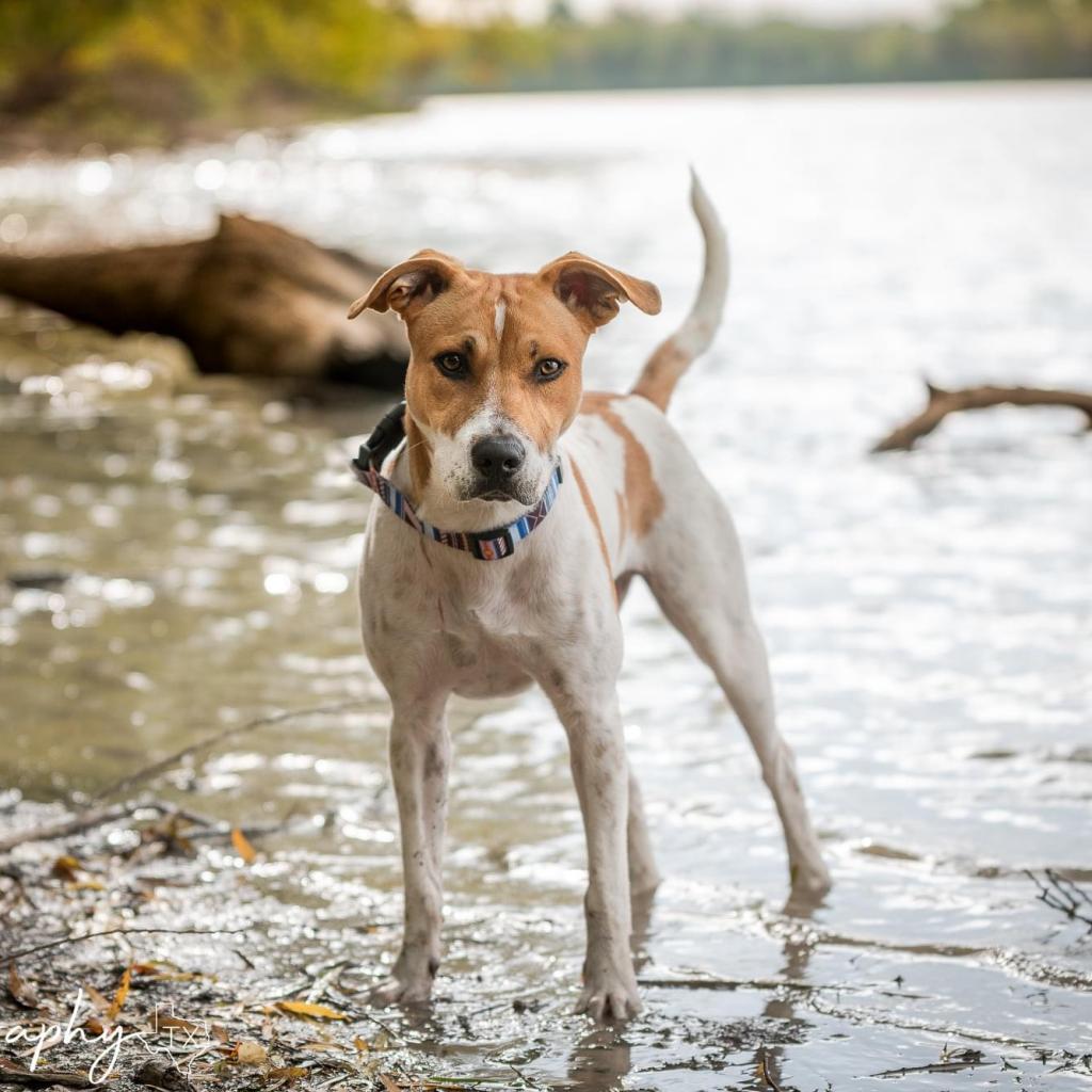 Enlarge Graham W803, a Adoptable mixed breed in Allen, TX image 3/6