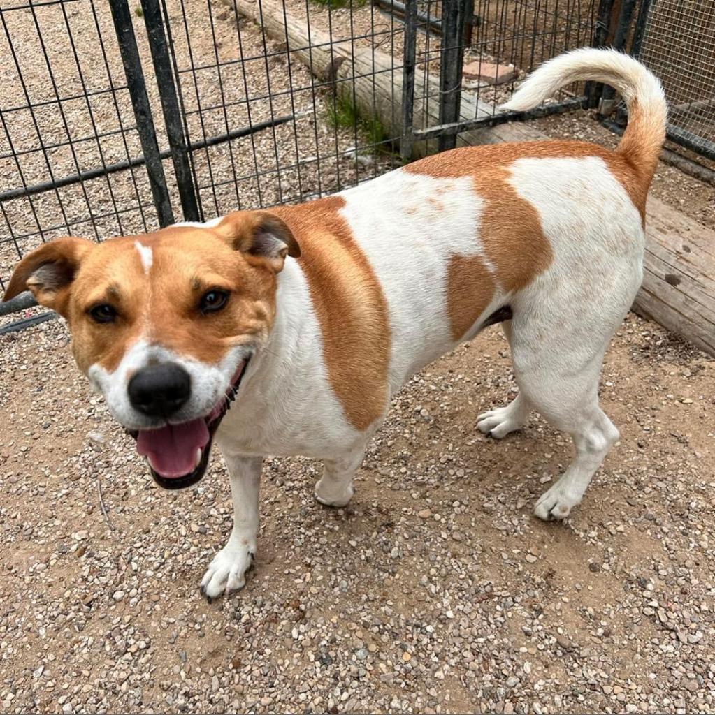 Enlarge Graham W803, a Adoptable mixed breed in Allen, TX image 4/6