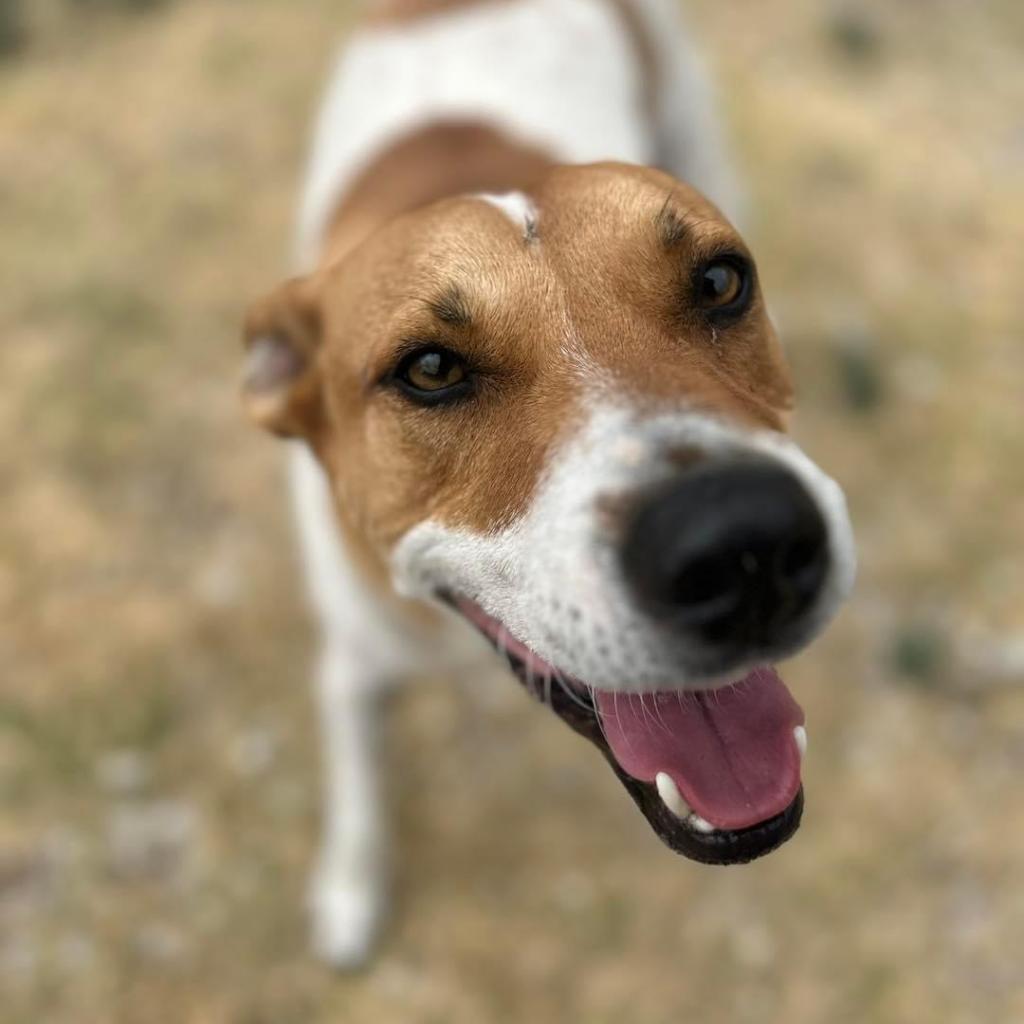 Enlarge Graham W803, a Adoptable mixed breed in Allen, TX image 6/6