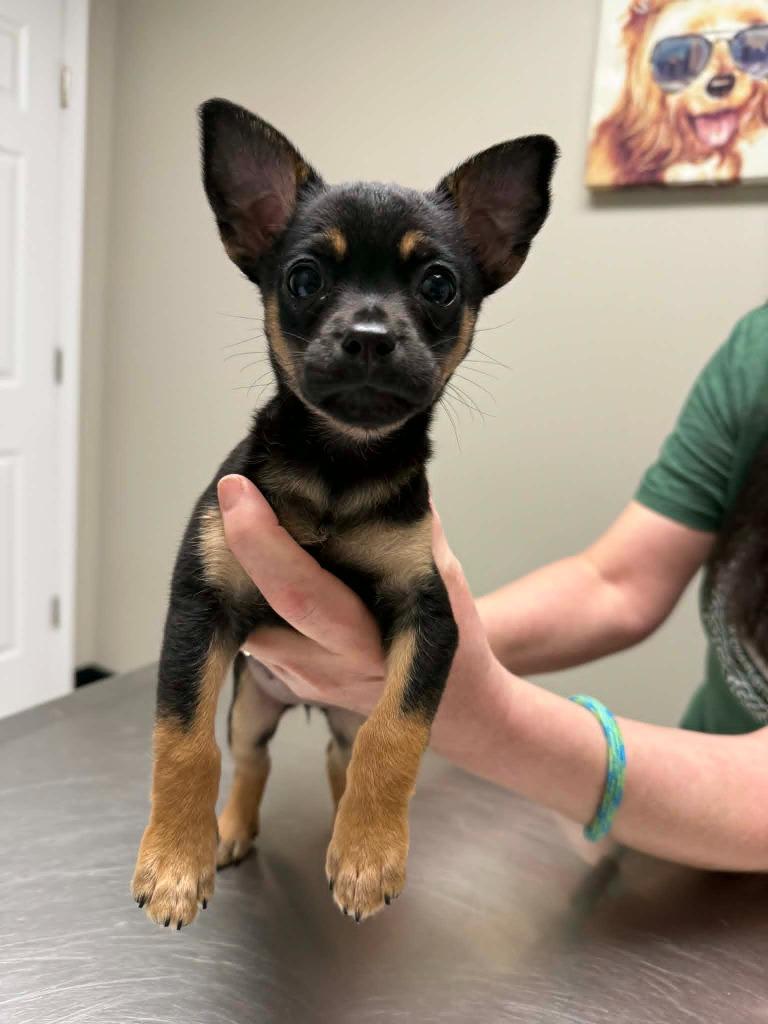 Magnolia, Adoptable, Puppy Female Chihuahua.