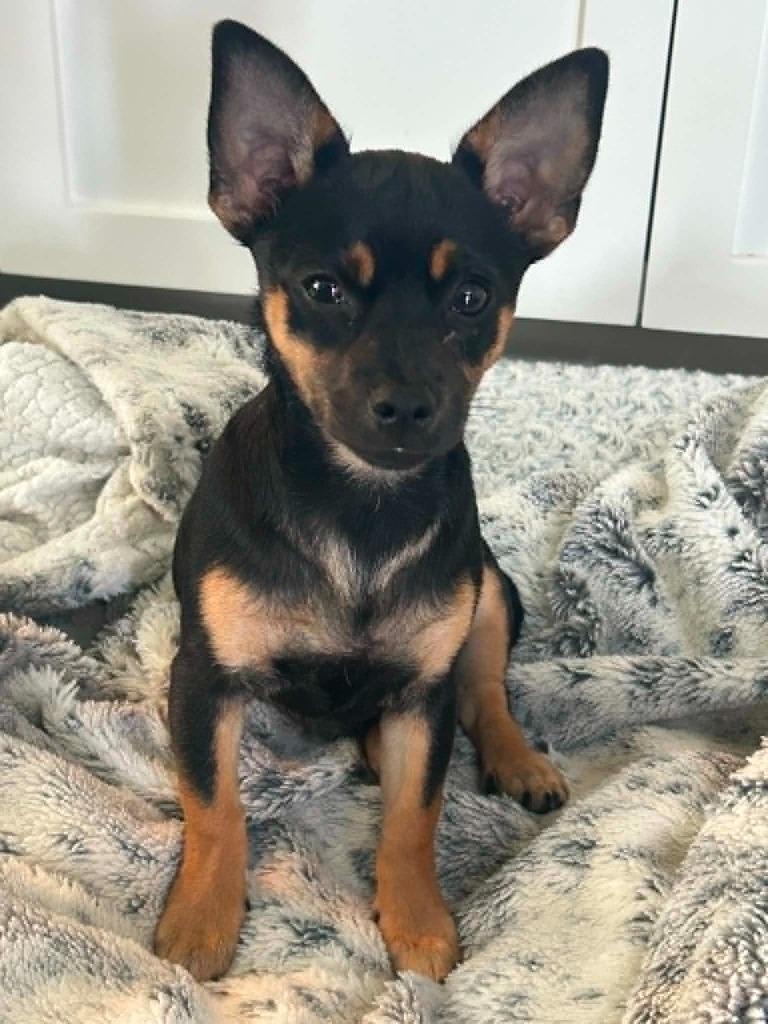 Enlarge Magnolia, a Adoptable Chihuahua in Waxhaw, NC image 1/4