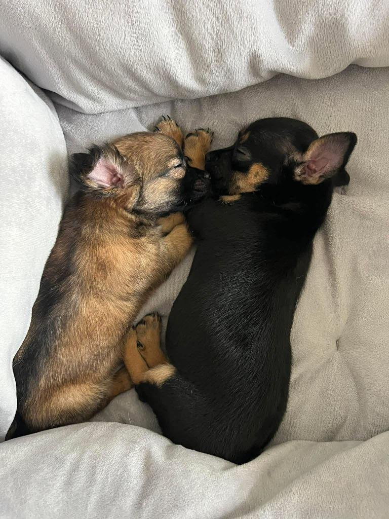 Enlarge Magnolia, a Adoptable Chihuahua in Waxhaw, NC image 2/3