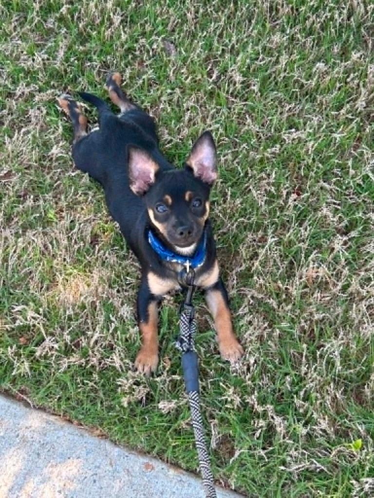 Enlarge Magnolia, a Adoptable Chihuahua in Waxhaw, NC image 4/4
