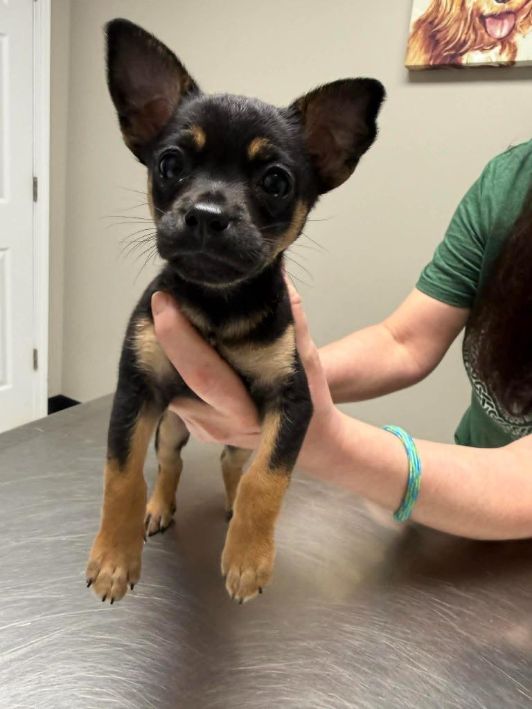 Enlarge Magnolia, a Adoptable Chihuahua in Waxhaw, NC image 3/3