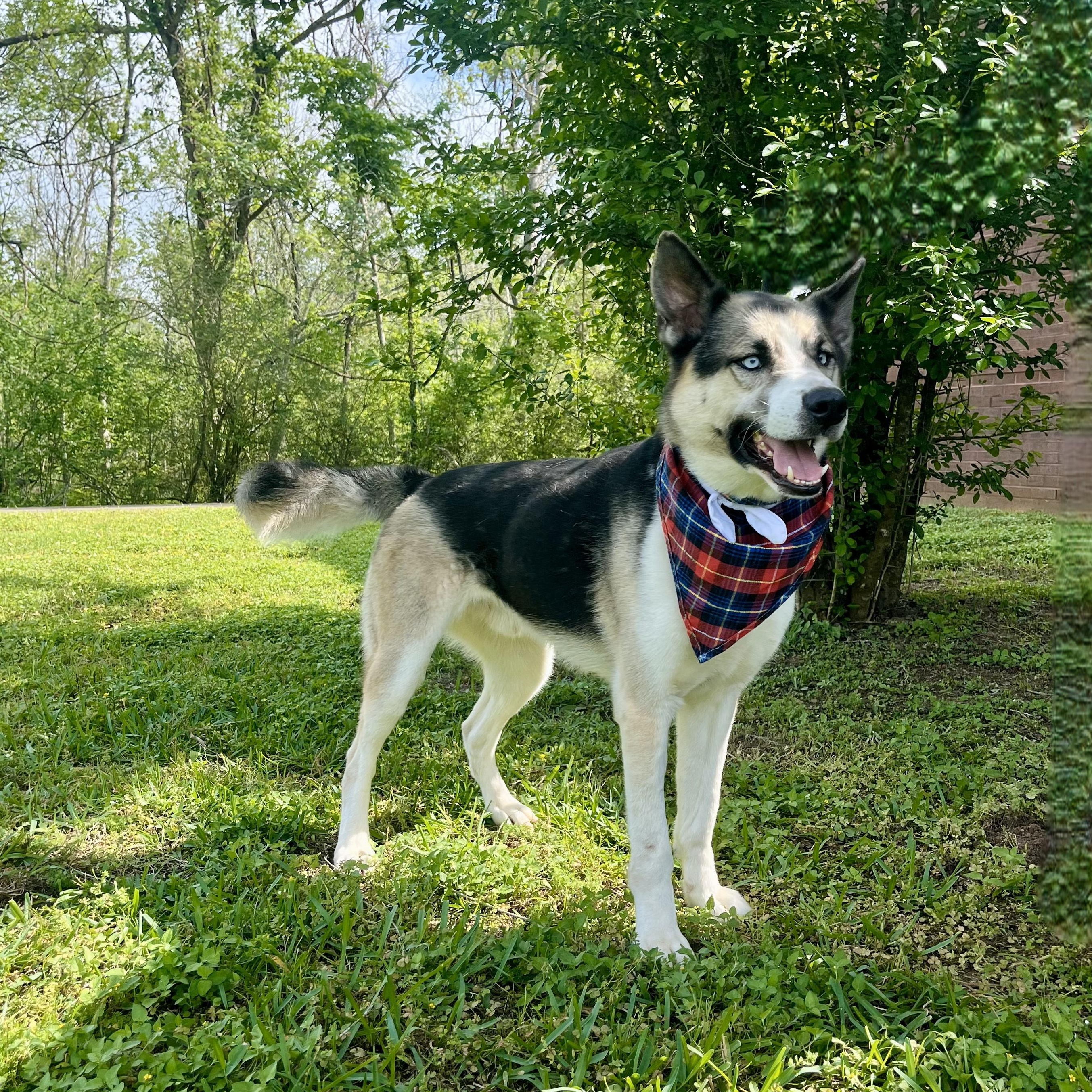 Bandelier — thumbnail 5