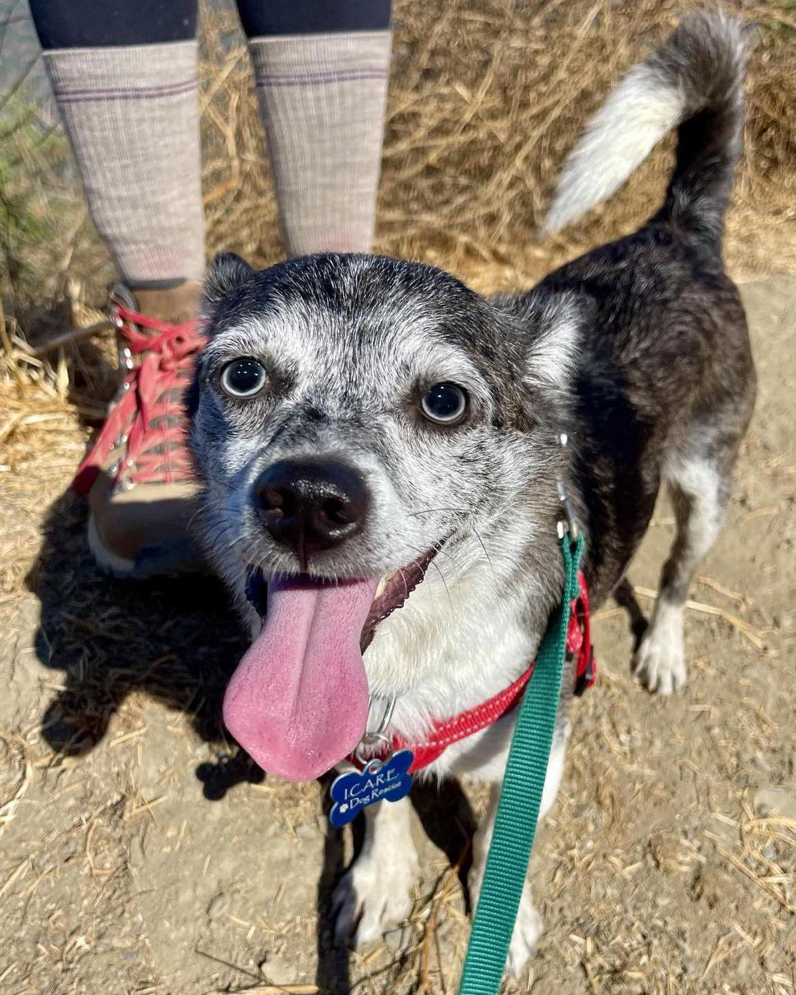 Calvin, a Adoptable Chihuahua in Corona, CA image 2/3