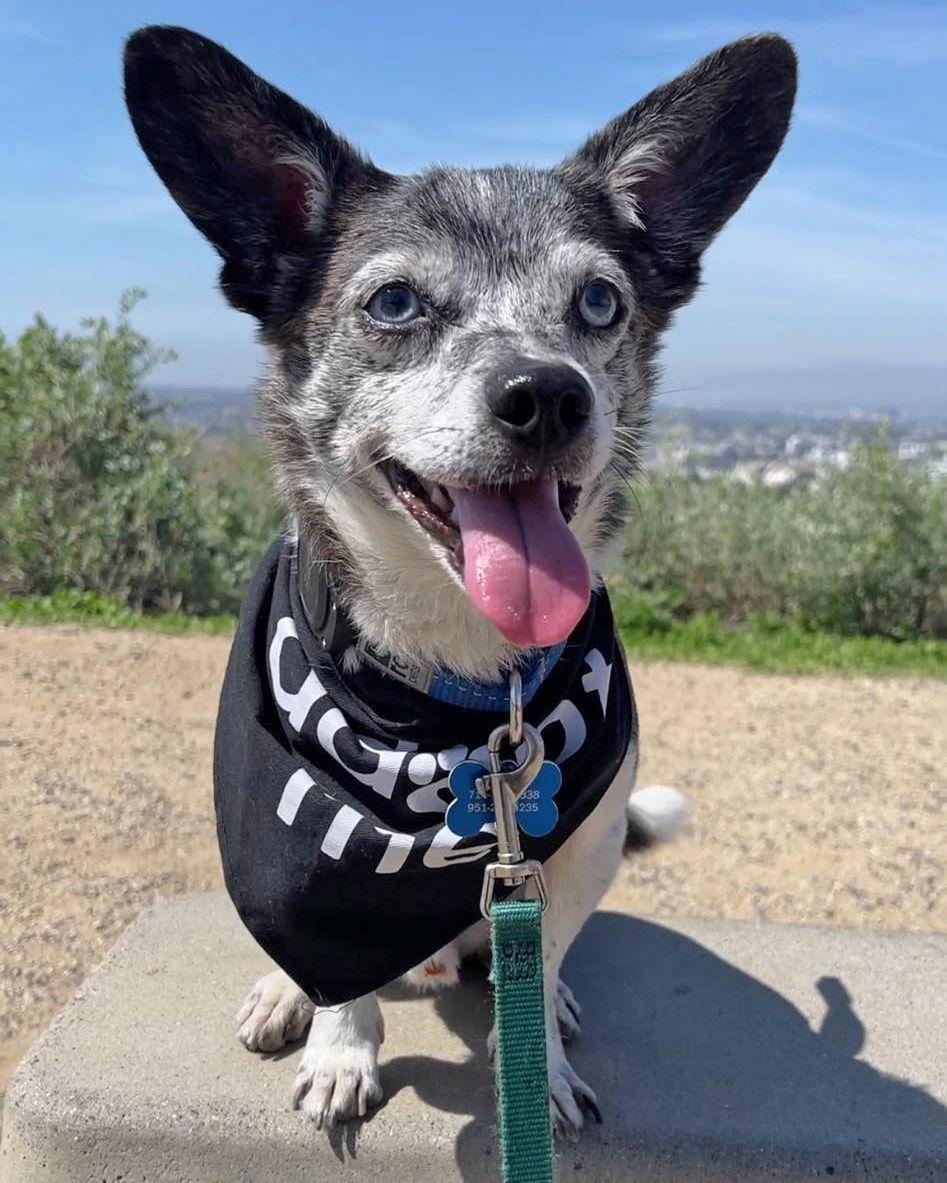 Calvin, a Adoptable Chihuahua in Corona, CA image 3/3