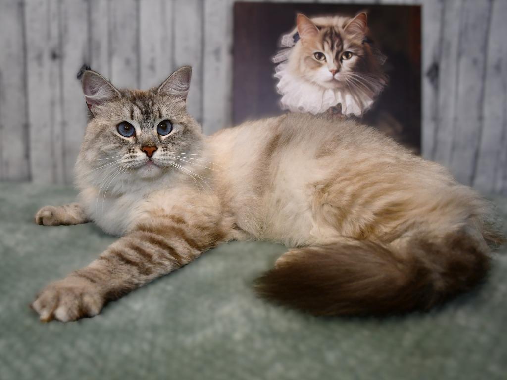 Mila, ADOPTABLE, Young • Female, Siberian.