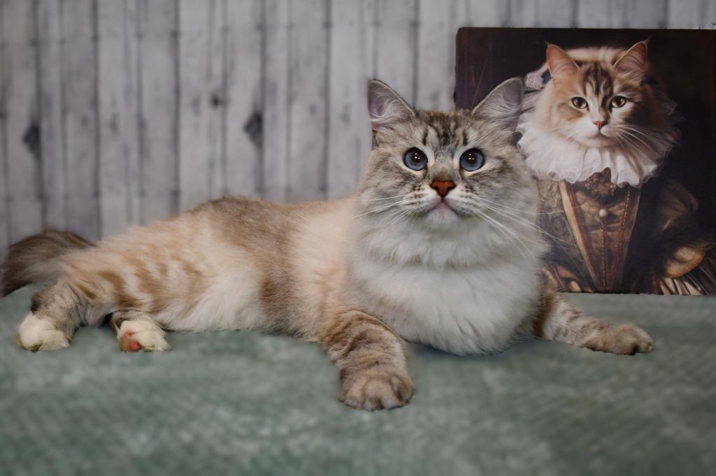 Enlarge Mila, a Adoptable Siberian in Roanoke, TX image 2/3