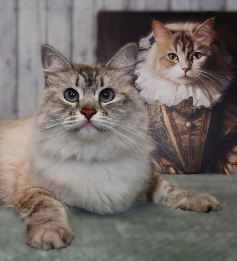 Enlarge Mila, a Adoptable Siberian in Roanoke, TX image 3/3