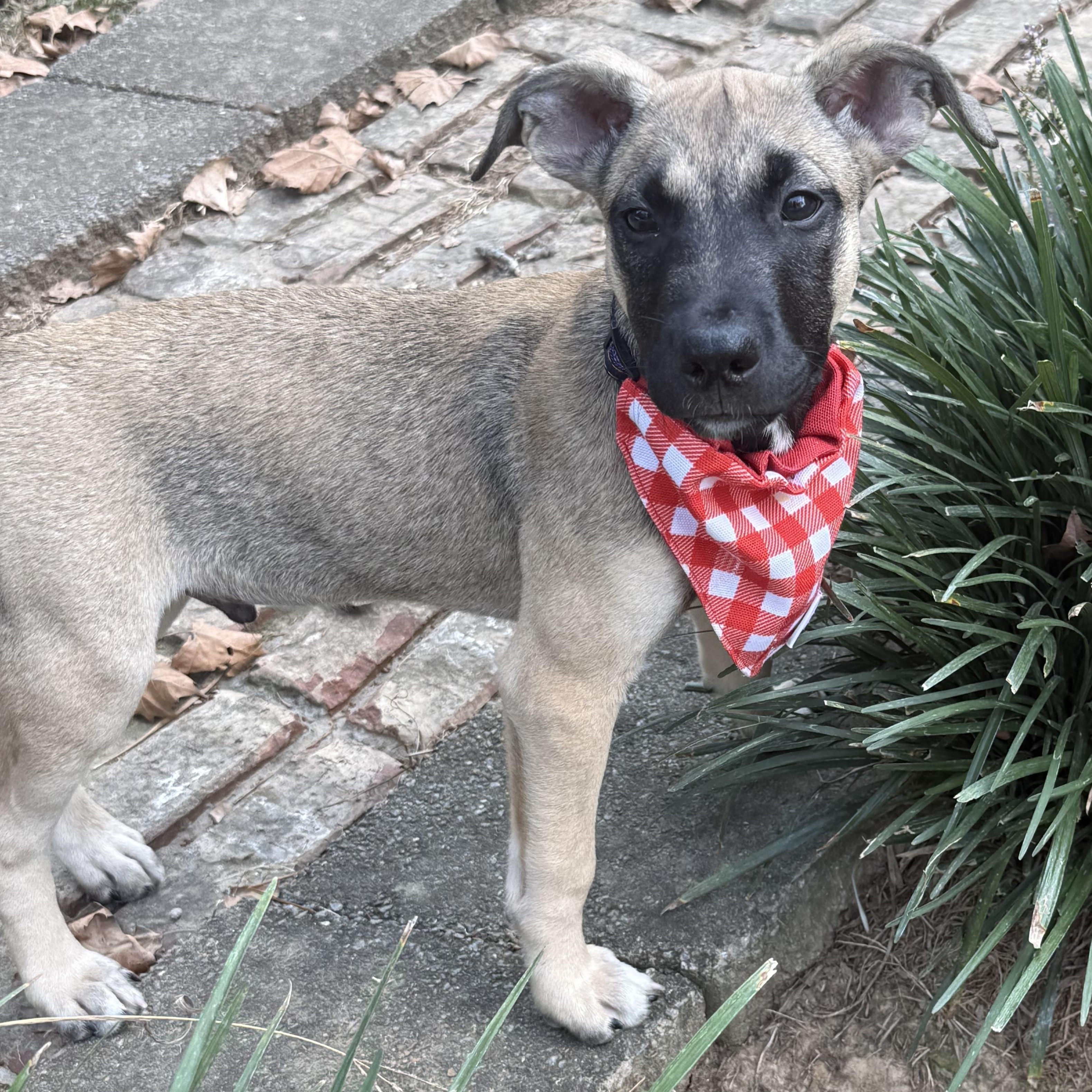 Enlarge Subway, a Adoptable mixed breed in Berthoud, CO image 2/6