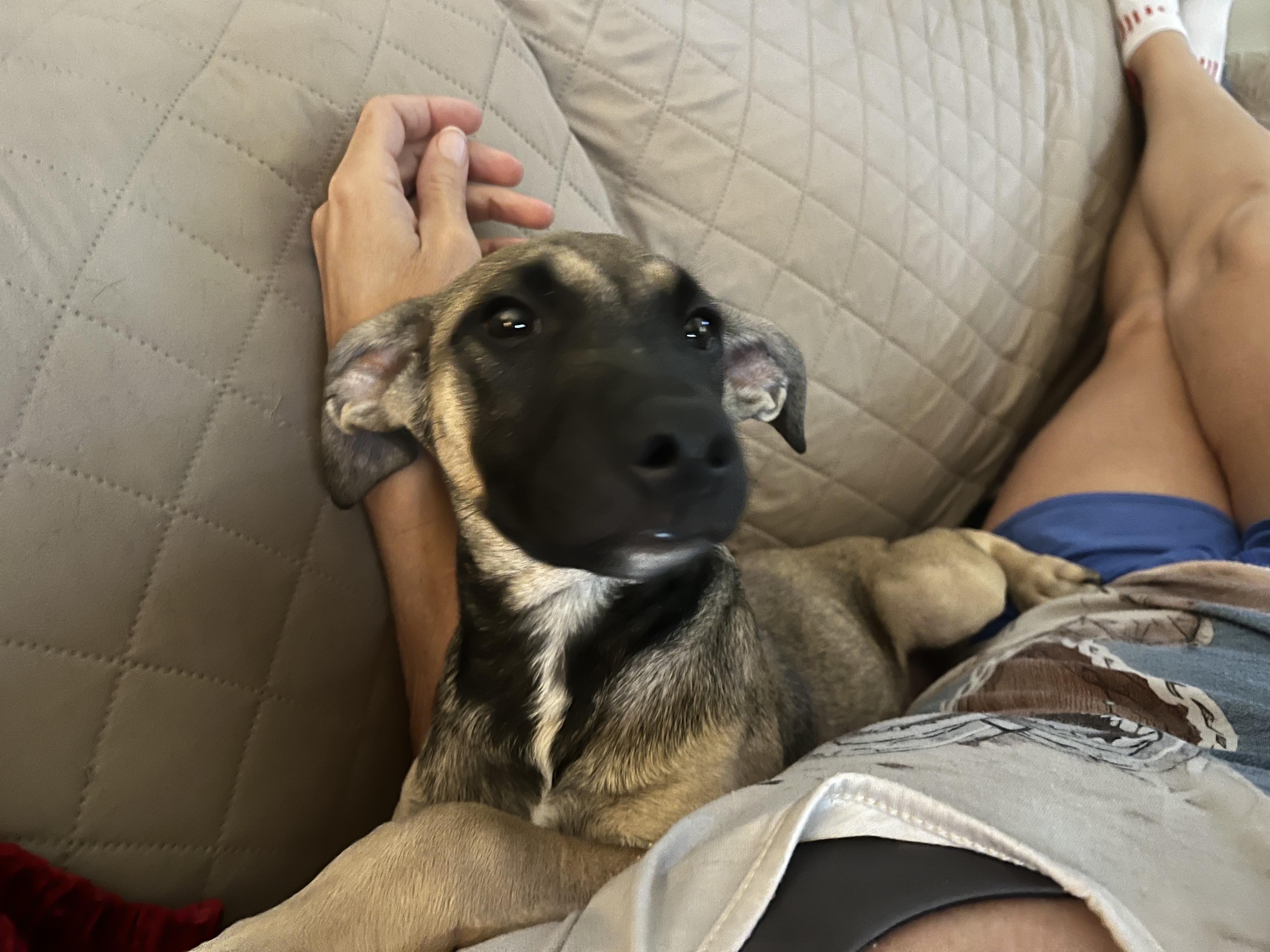 Enlarge Subway, a Adoptable mixed breed in Berthoud, CO image 1/6