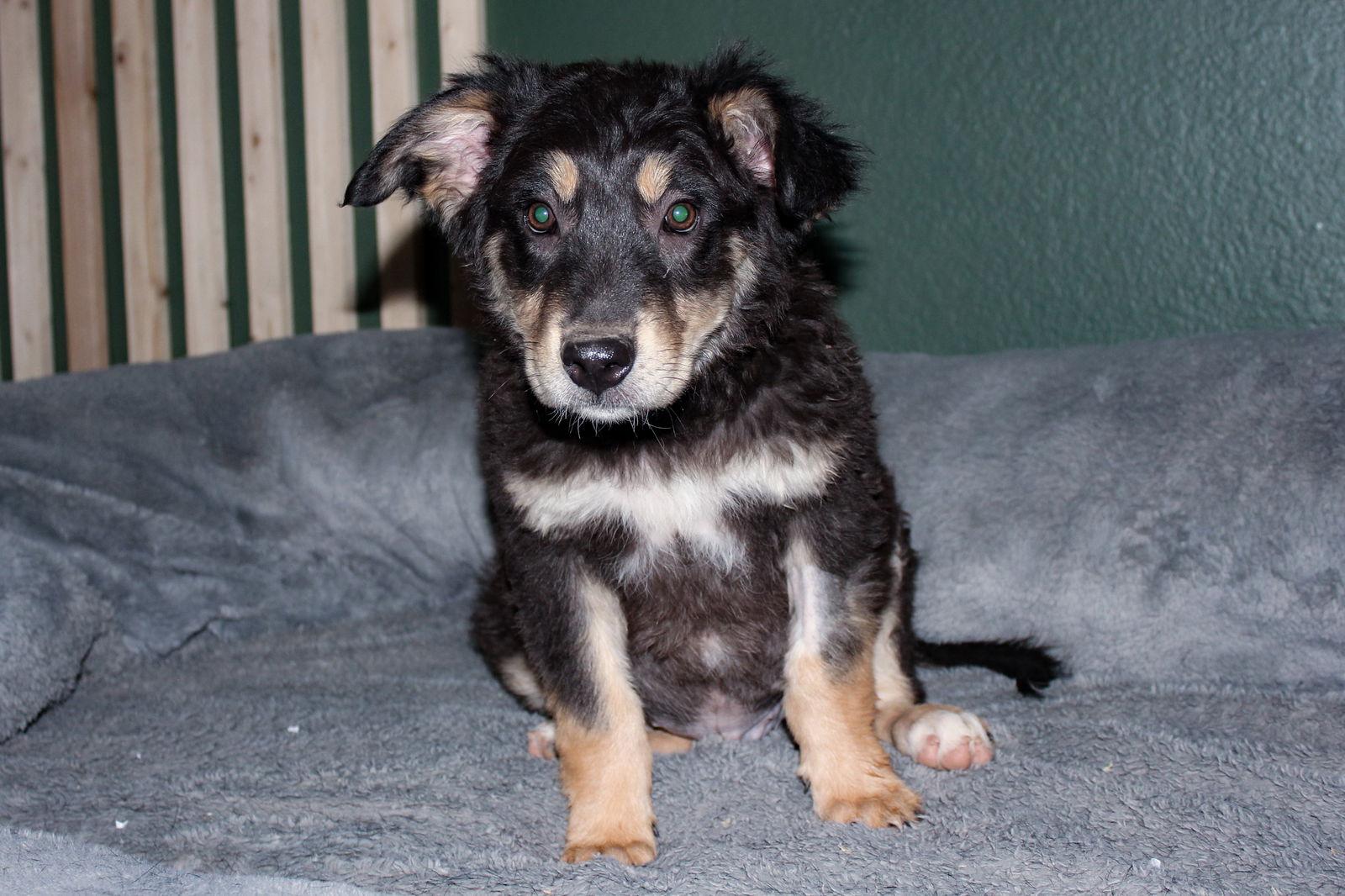 Hobo, Adopted, Puppy Male Australian Shepherd.
