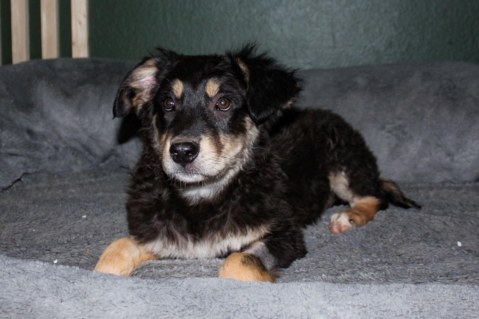 Enlarge Hobo, a Adopted Australian Shepherd in PHOENIX, AZ image 2/2