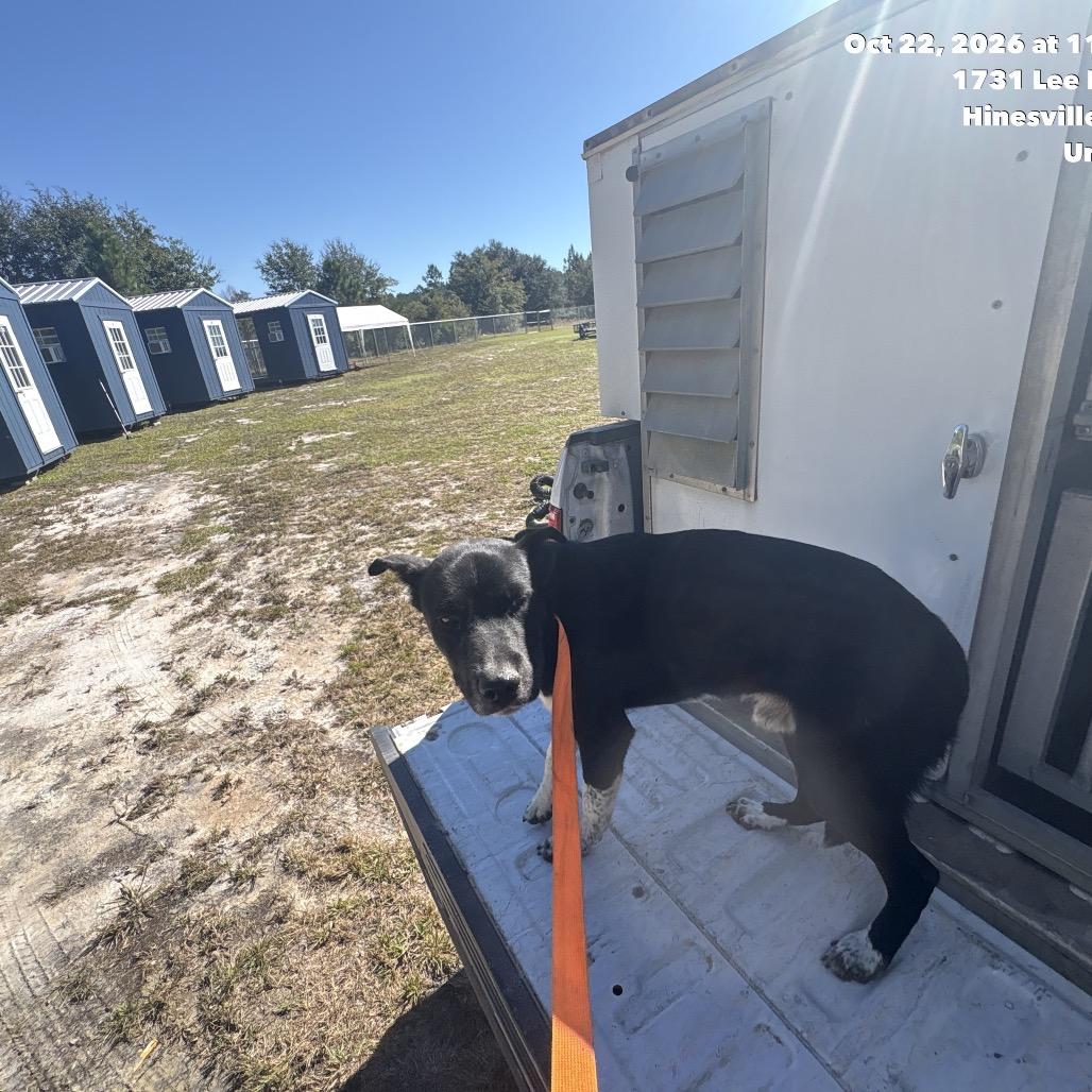 Enlarge Pepper, a Adoptable mixed breed in Hinesville, GA image 1/1