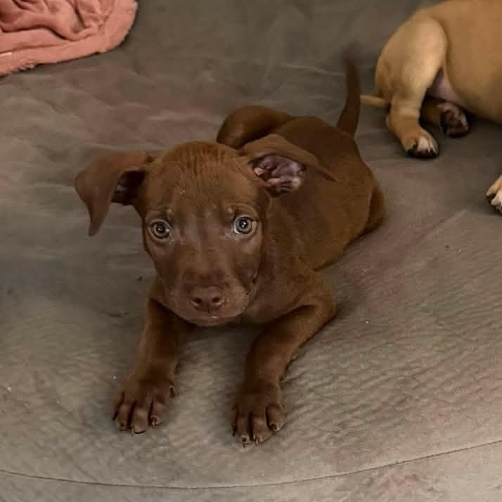 Enlarge Happy, a Adoptable Mixed Breed in Alma, MI image 1/2