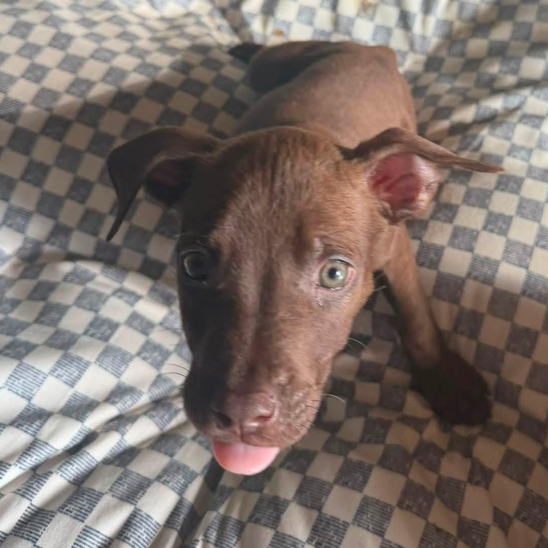 Enlarge Happy, a Adoptable Mixed Breed in Alma, MI image 2/2