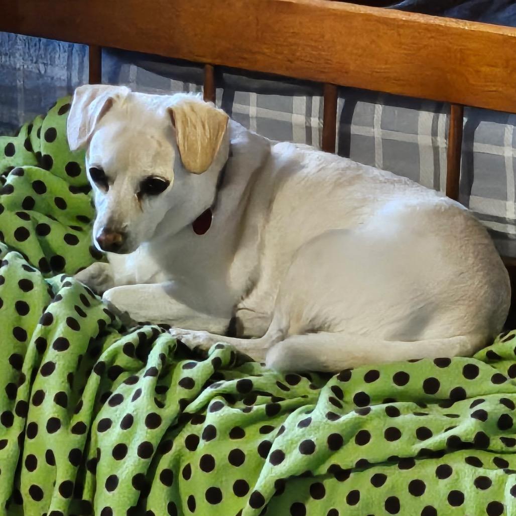 Gunner, Adoptable, Adult Male Chihuahua.