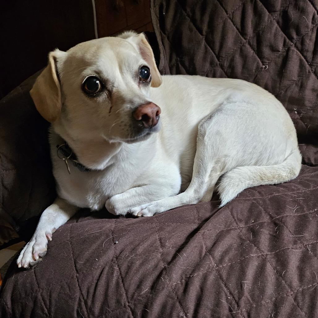 Enlarge Gunner, a Adoptable Chihuahua in Las Vegas, NV image 2/4