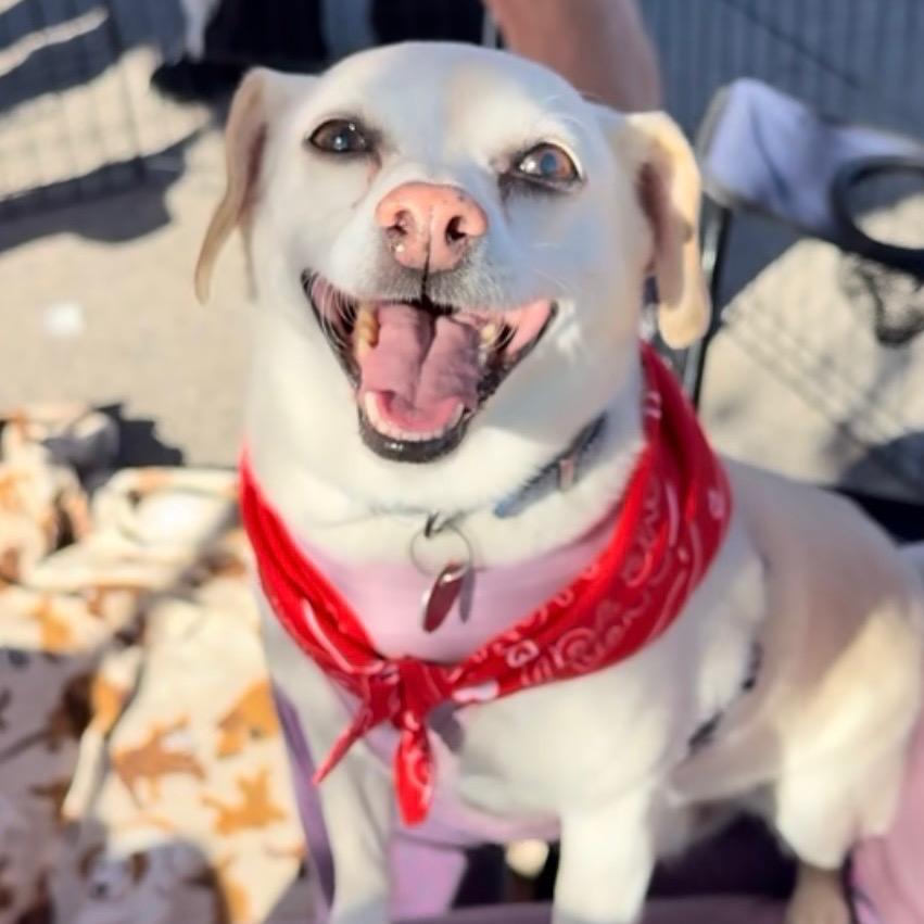 Enlarge Gunner, a Adoptable Chihuahua in Las Vegas, NV image 3/5