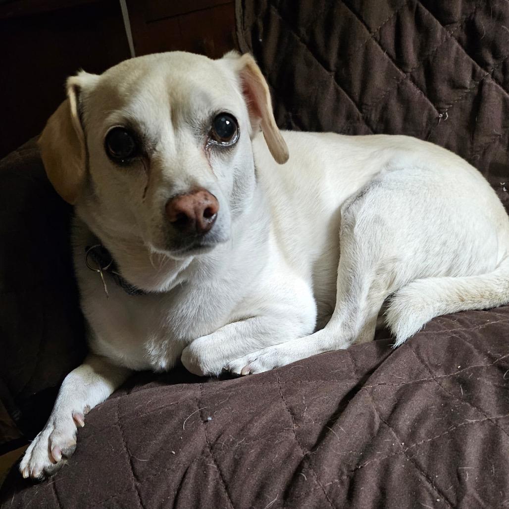 Enlarge Gunner, a Adoptable Chihuahua in Las Vegas, NV image 3/4