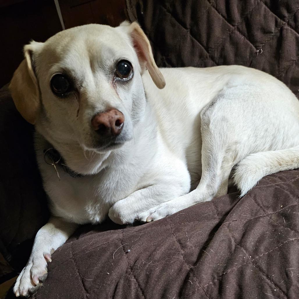 Enlarge Gunner, a Adoptable Chihuahua in Las Vegas, NV image 4/4