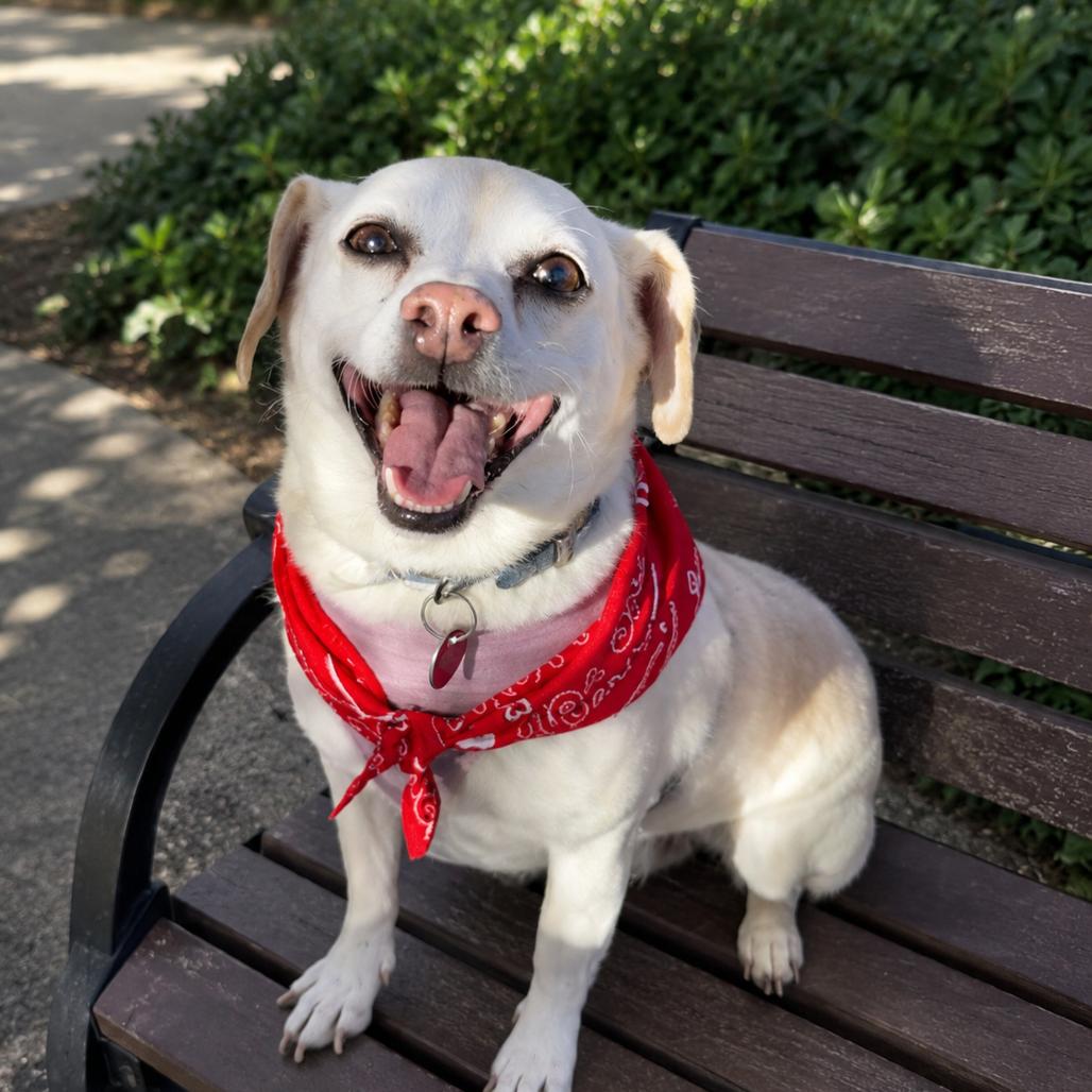 Enlarge Gunner, a Adoptable Chihuahua in Las Vegas, NV image 2/2