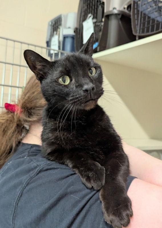 Bogart, Adopted, Adult Male Domestic Short Hair.