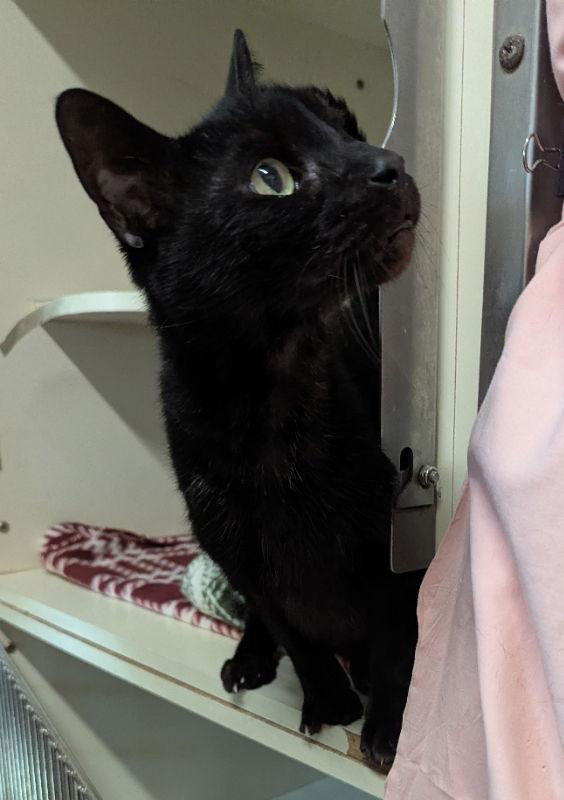 Enlarge Bogart, a Adopted Domestic Short Hair in Ocala, FL image 2/3