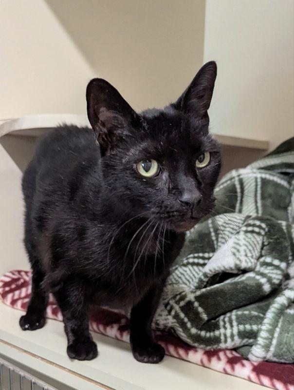 Enlarge Bogart, a Adopted Domestic Short Hair in Ocala, FL image 3/3