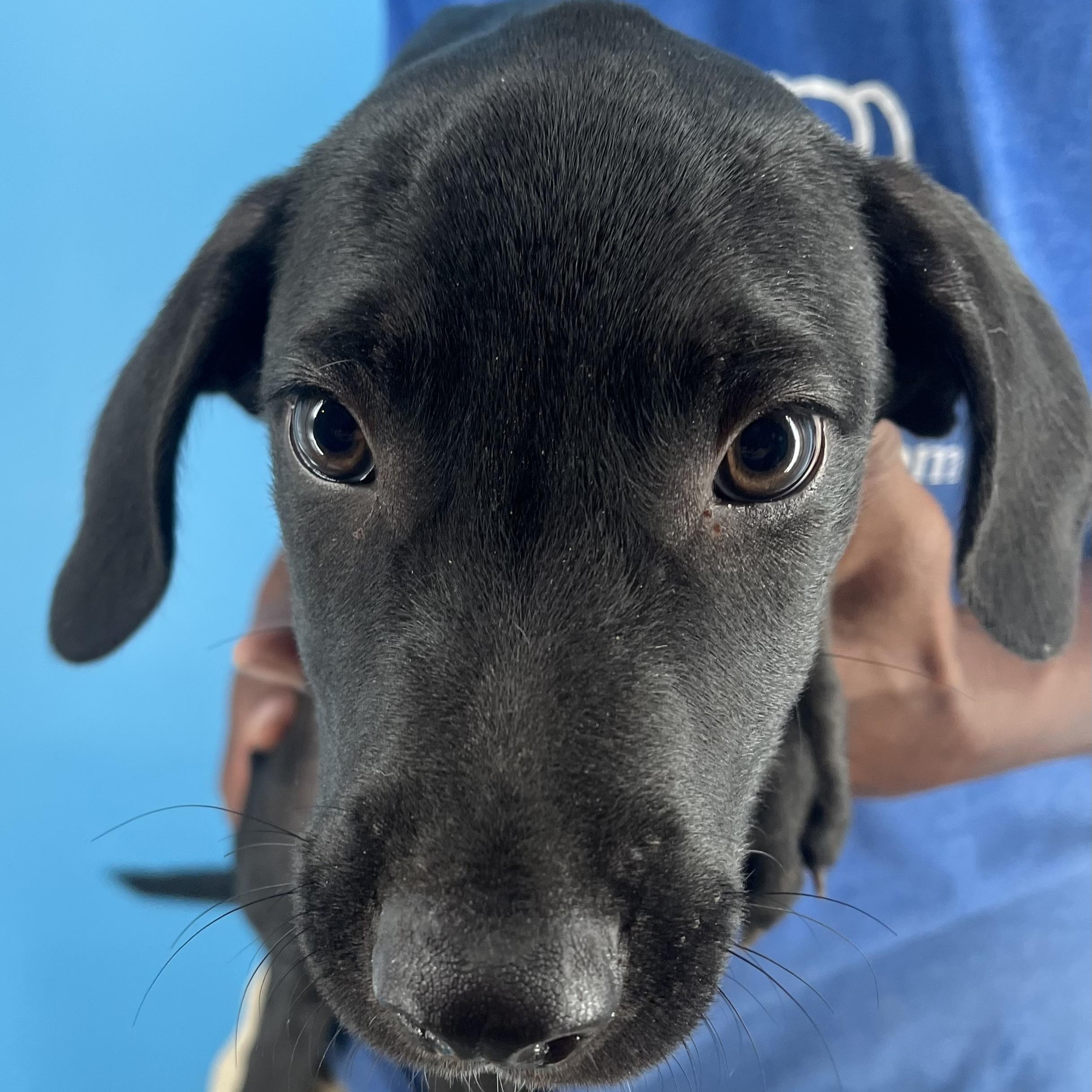 Buck - Local Sept 26-28