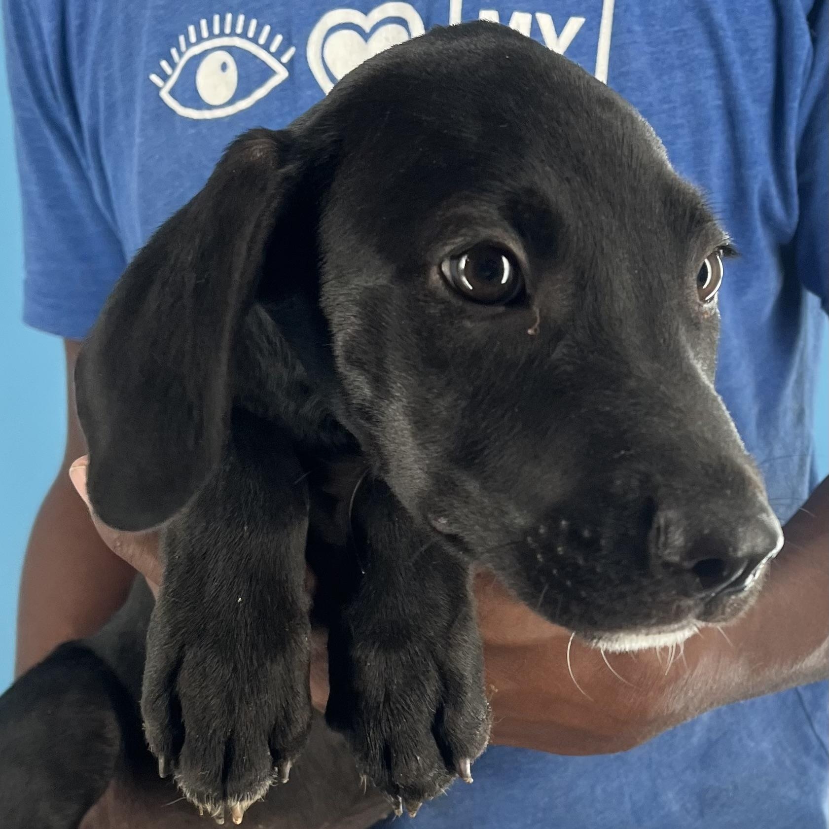 Buck - Local Sept 26-28