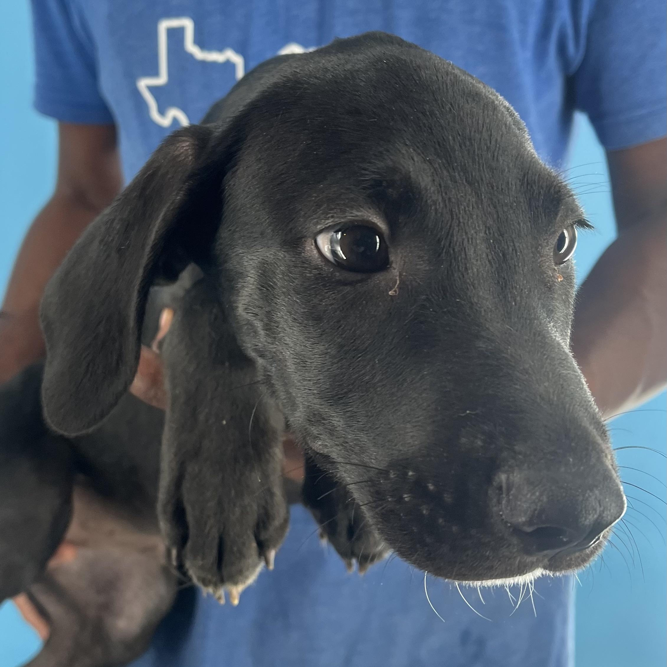 Buck - Local Sept 26-28