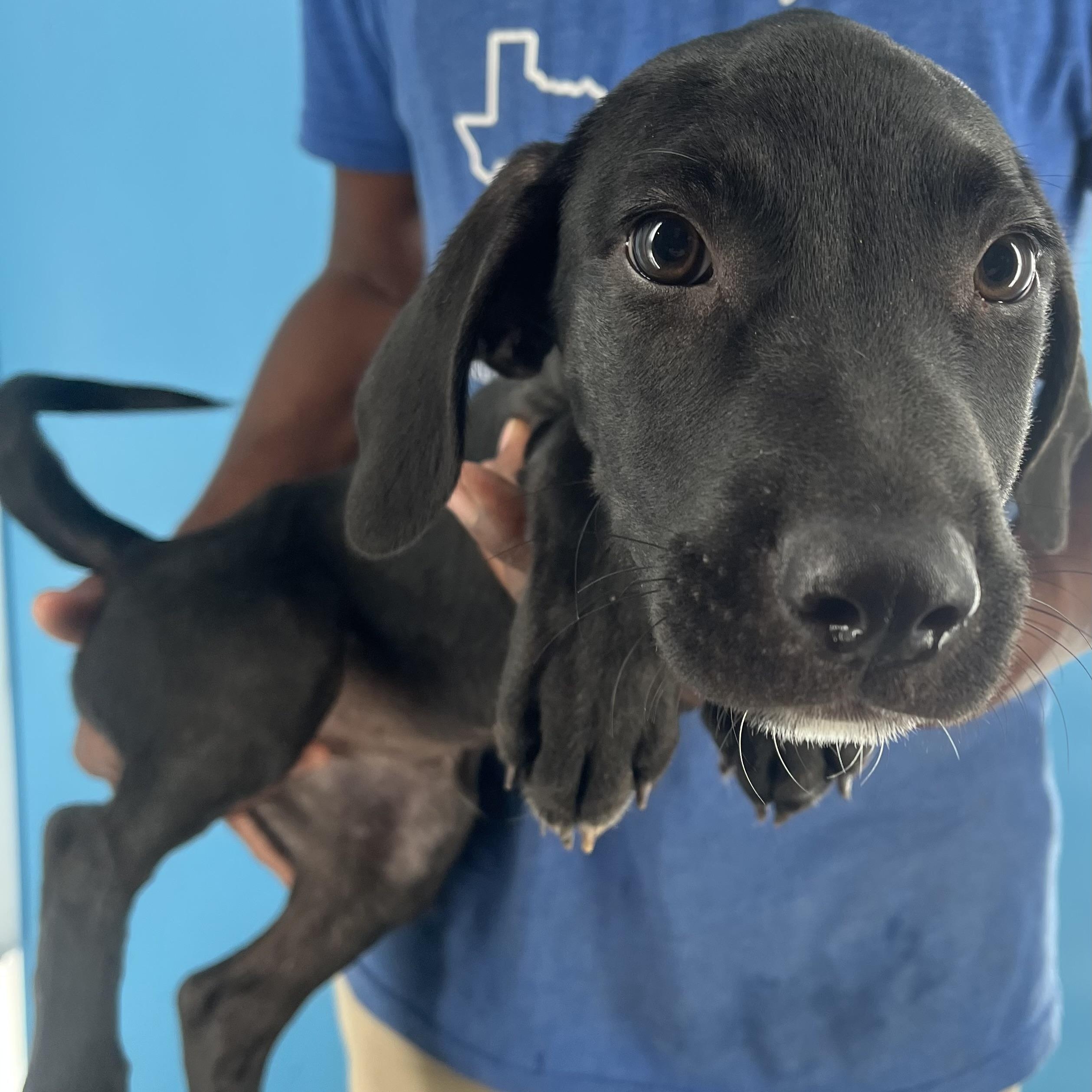 Buck - Local Sept 26-28