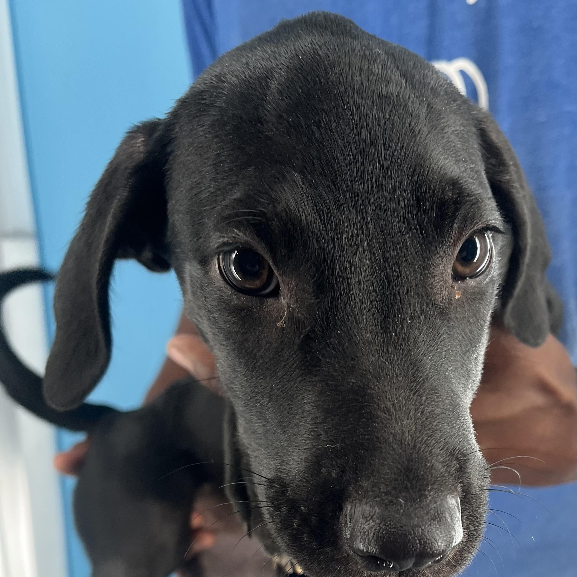 Buck - Local Sept 26-28