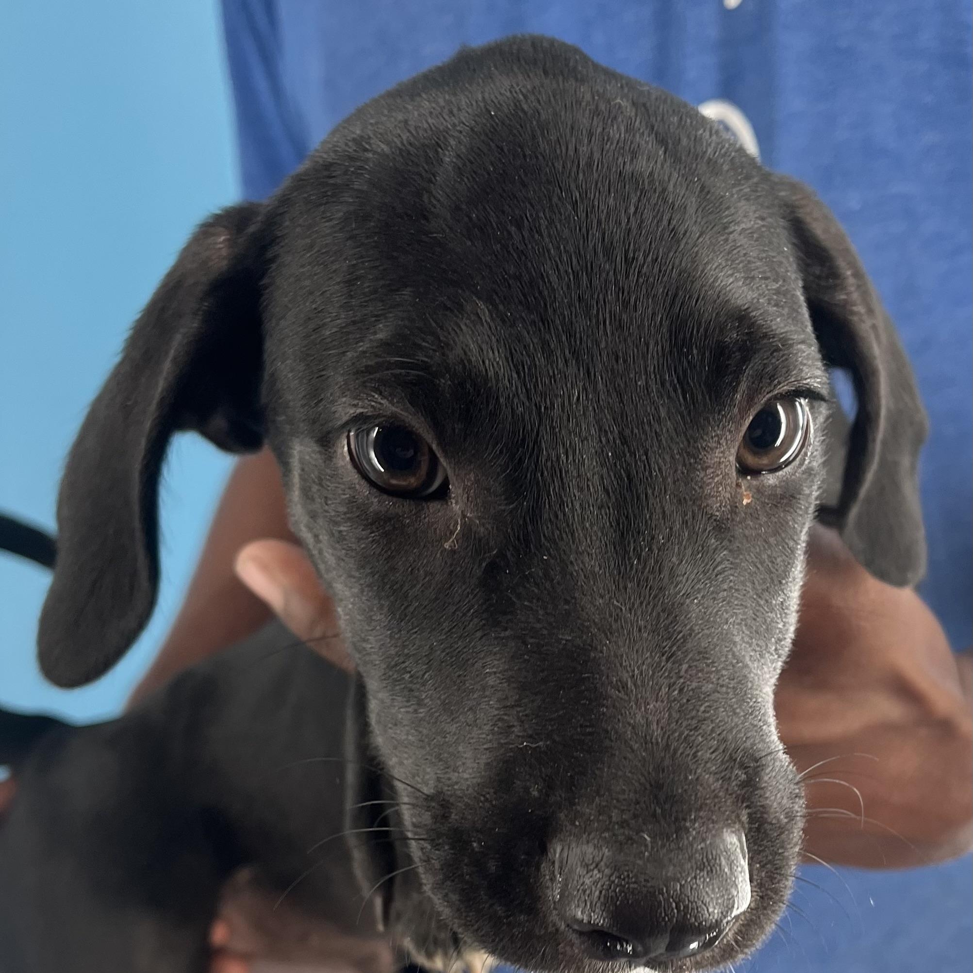 Buck - Local Sept 26-28