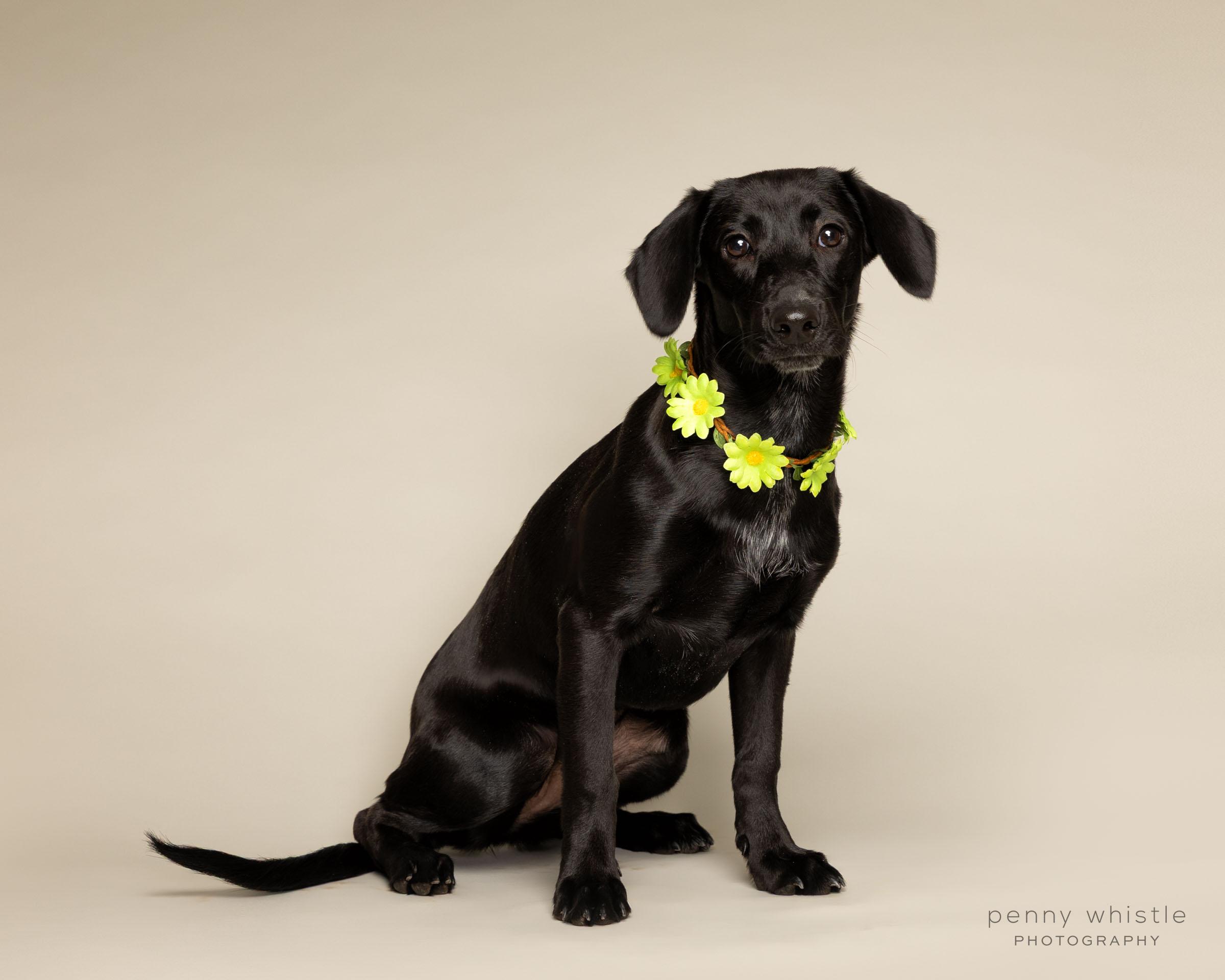 Reagan, a Adoptable mixed breed in Coppell, TX image 2/3