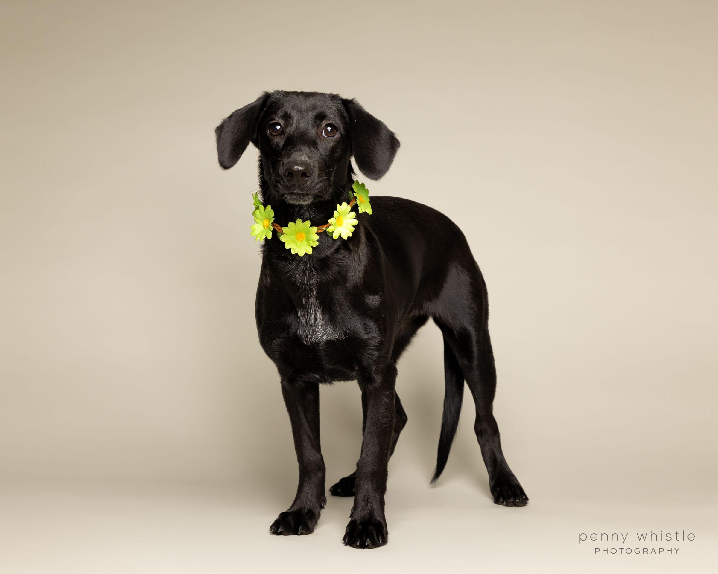 Reagan, a Adoptable mixed breed in Coppell, TX image 3/3
